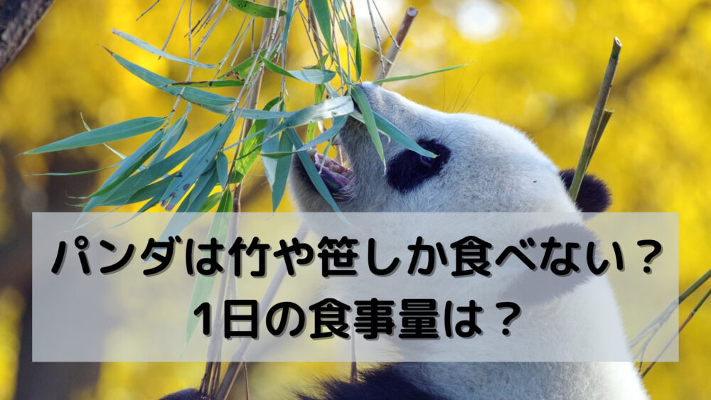 パンダは竹や笹しか食べない？1日の食事量は？