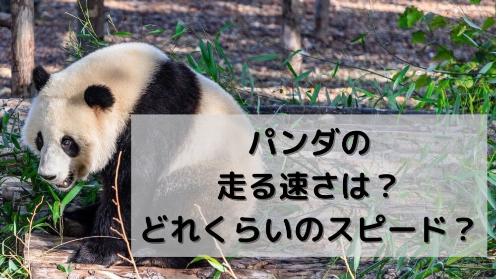 パンダの走る速さは?どれくらいのスピード?