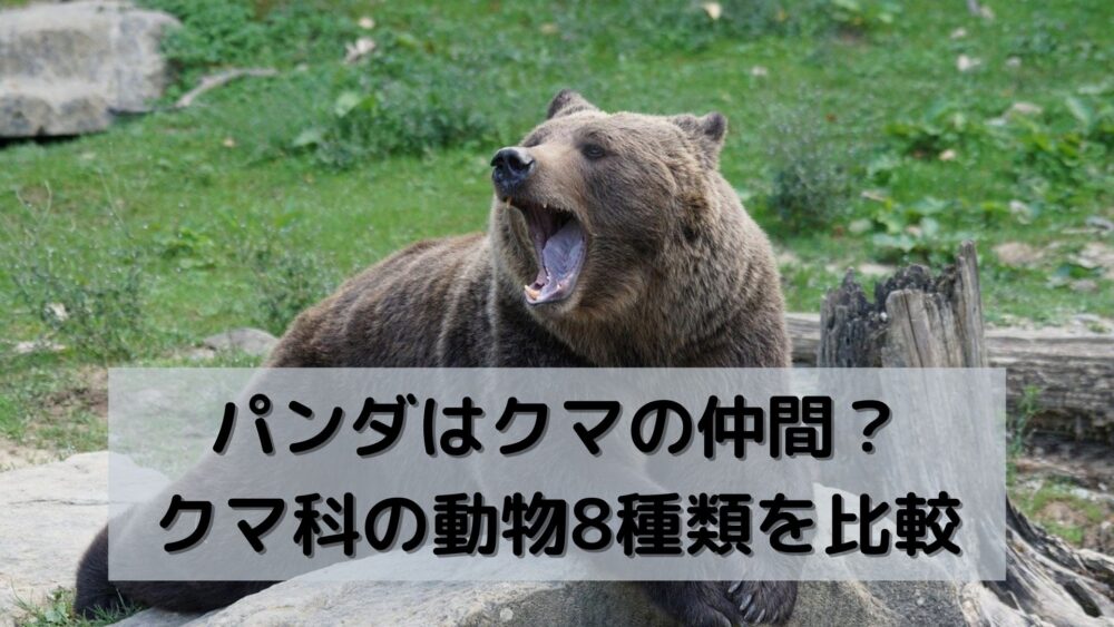 パンダはクマの仲間？クマ科の動物8種類を比較