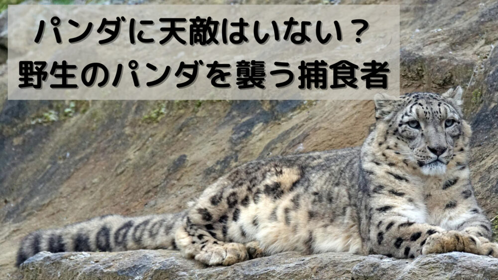 パンダに天敵はいない?野生のパンダを襲う捕食者