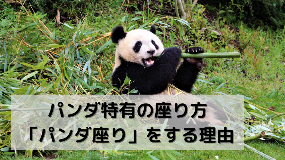 パンダ特有の座り方「パンダ座り」をする理由