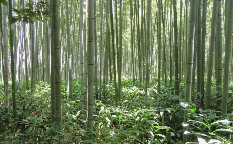 竹と笹の違いは？パンダはどちらを食べる？ | ニッポンパンダ -パンダに詳しくなれるブログ-
