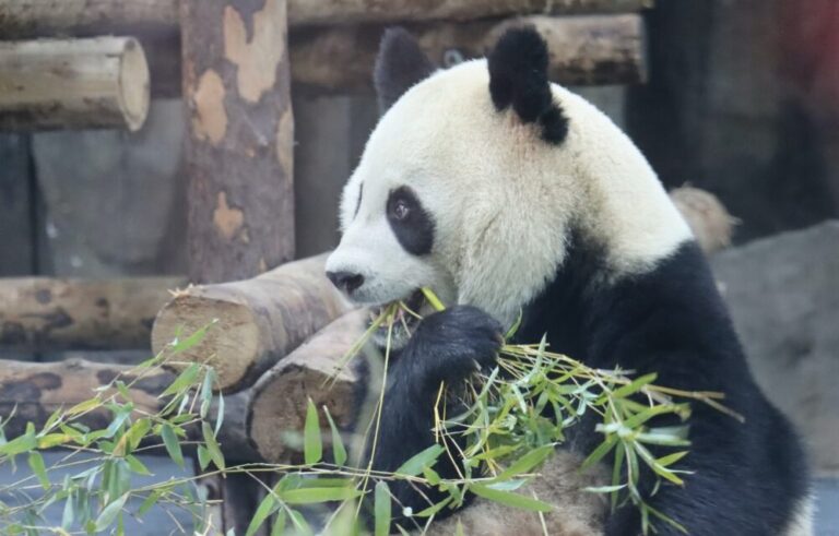 竹と笹の違いは?パンダはどちらを食べる? | ニッポンパンダ -パンダに詳しくなれるブログ-