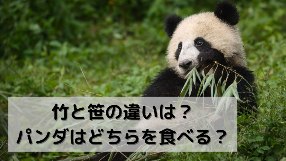 竹と笹の違いは？パンダはどちらを食べる？