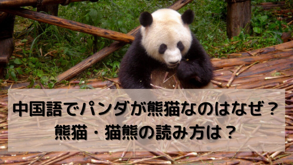 中国語でパンダが熊猫なのはなぜ？熊猫・猫熊の読み方は？