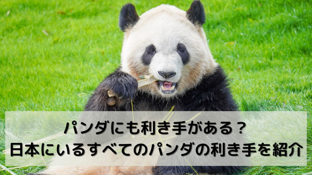 パンダにも利き手がある？日本にいるすべてのパンダの利き手を紹介