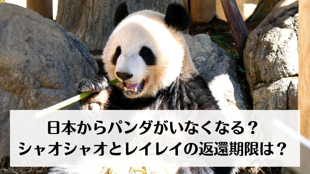 日本からパンダがいなくなる?シャオシャオとレイレイの返還期限は?